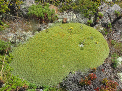 Bolax gummifera