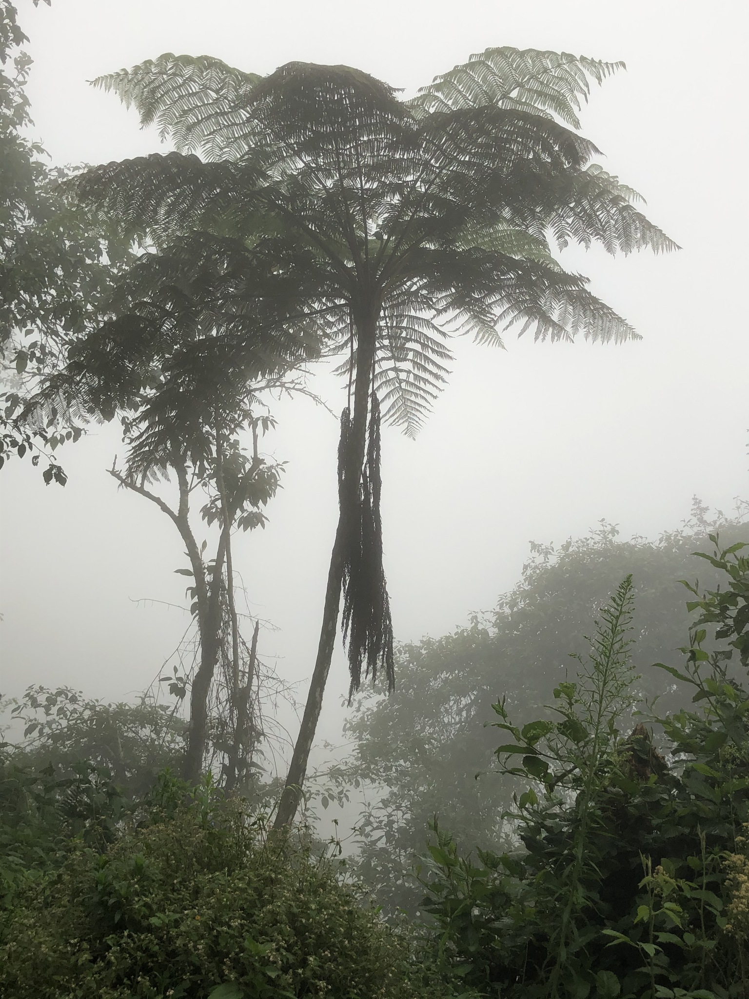 Cyathea ruiziana