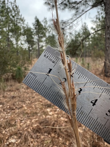 bent-awn plumegrass (Erianthus contortus)