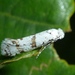 Hawthorn Moth - Photo (c) Til Mann, some rights reserved (CC BY-NC), uploaded by Til Mann
