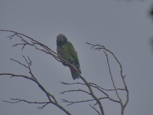 Scaly-headed Parrot (Pionus maximiliani), photo 4