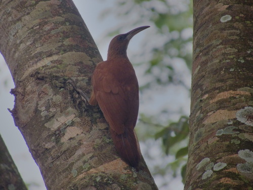 Great Rufous Woodcreeper (Xiphocolaptes major)