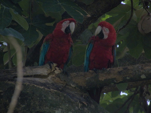 Red-and-green Macaw (Ara chloropterus)