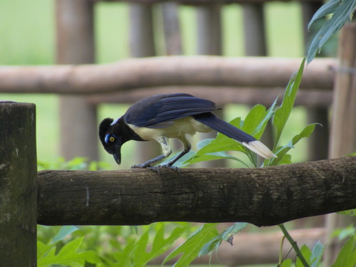 Plush-crested Jay (Cyanocorax chrysops)