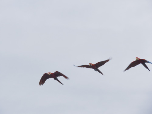 Red-and-green Macaw (Ara chloropterus), photo 2