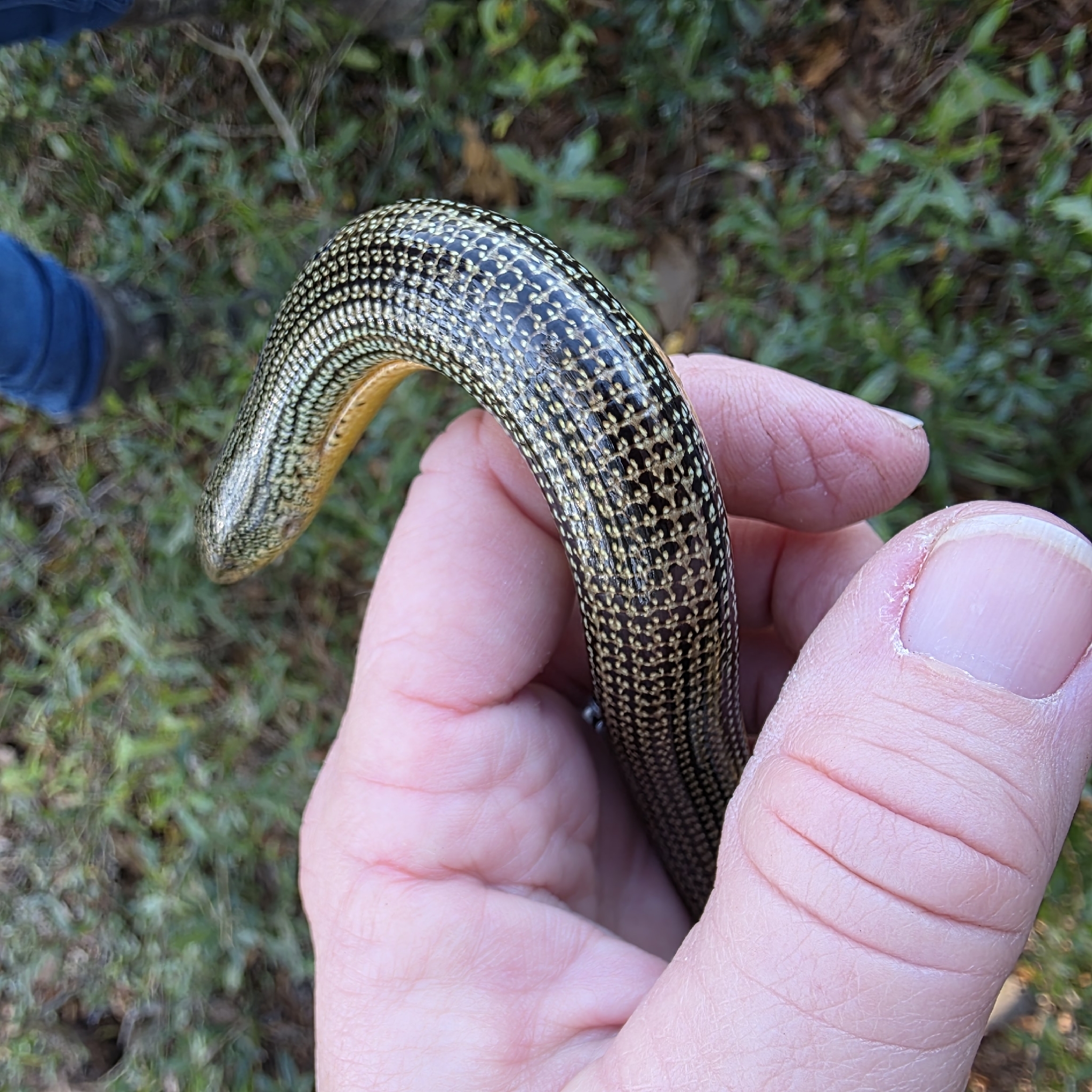 Ophisaurus ventralis (Linnaeus, 1766)