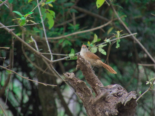Greater Thornbird (Phacellodomus ruber), photo 3