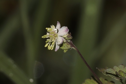 Fewflower Meadow-rue (Thalictrum sparsiflorum)