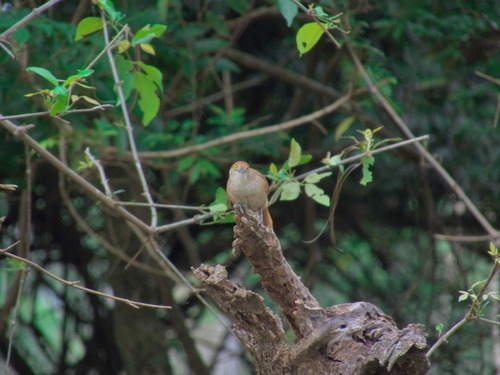 Greater Thornbird (Phacellodomus ruber), photo 4