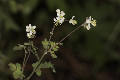 Thalictrum sparsiflorum, photograph 3