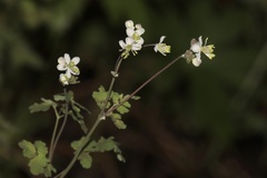 Thalictrum sparsiflorum, photograph (c) Dustin Snider, some rights reserved (CC BY)