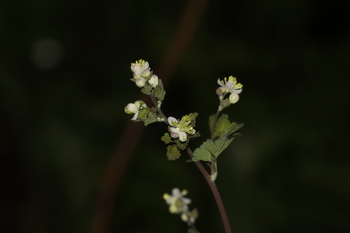 Thalictrum sparsiflorum, photograph 4