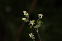 Thalictrum sparsiflorum, photograph (c) Dustin Snider, some rights reserved (CC BY)