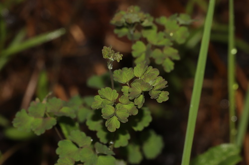 Thalictrum sparsiflorum, photograph 5