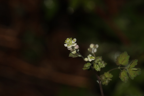 Thalictrum sparsiflorum, photograph 6