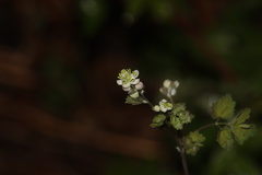 Thalictrum sparsiflorum, photograph (c) Dustin Snider, some rights reserved (CC BY)
