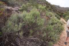 Endophyllum elytropappi