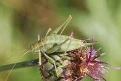 Poecilimon intermedius