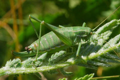 Poecilimon intermedius