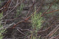 Endophyllum elytropappi