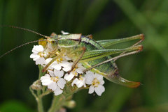 Poecilimon intermedius