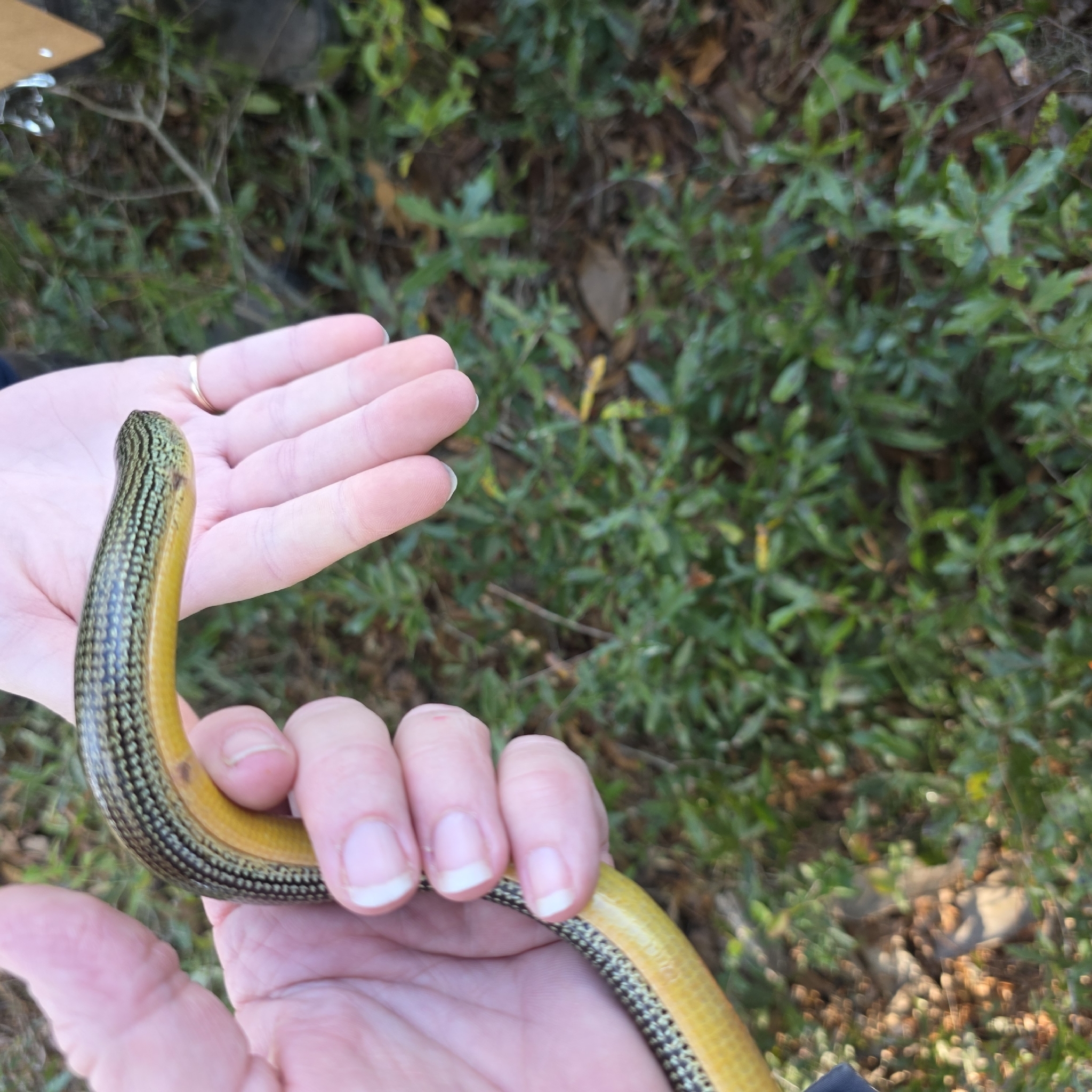Ophisaurus ventralis (Linnaeus, 1766)