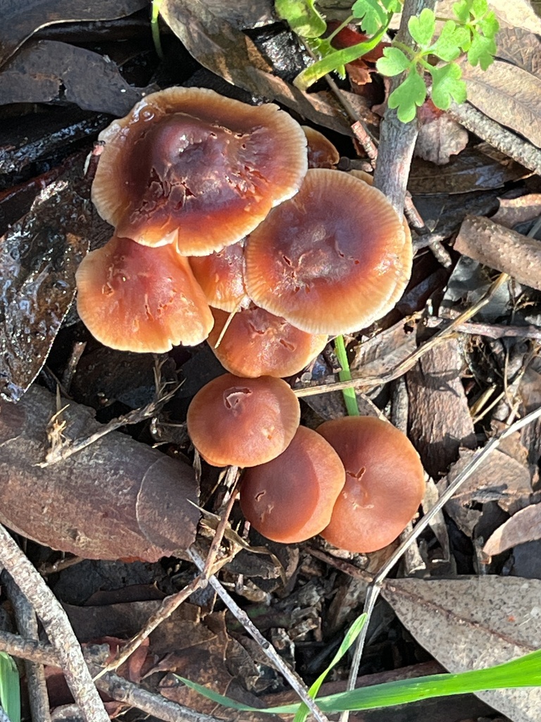 Gymnopus brassicolens · January 2026 · photo: © joqatana (iNaturalist, cc-by)