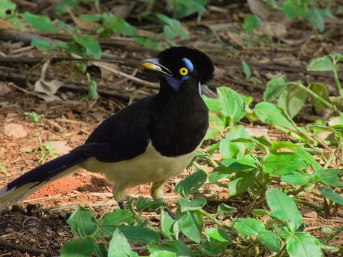 Plush-crested Jay (Cyanocorax chrysops), photo 5