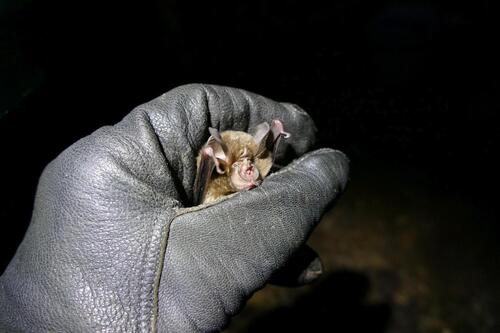 Lander's horseshoe bat
