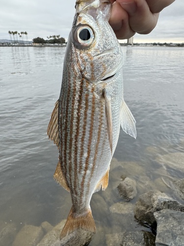 California salema (Haemulon californiensis) — Haemulidae — 3