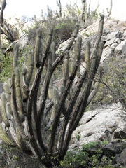 Leucostele skottsbergii, photograph Patricio Novoa, CC BY, iNaturalist via GBIF