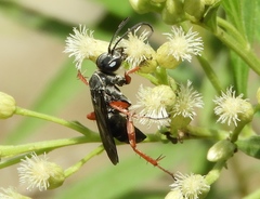 Episyron conterminus cressoni