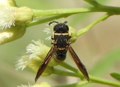 Hypalastoroides