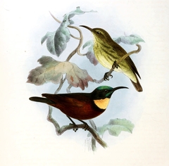 Buff-Throated Sunbird photo 3