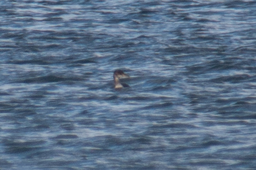 Red-necked Grebe (Podiceps grisegena), photo 7