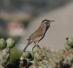 Campylorhynchus brunneicapillus sandiegensis