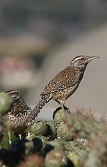 Campylorhynchus brunneicapillus sandiegensis