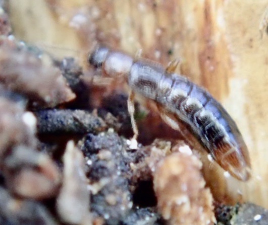 Leptusa ruficollis