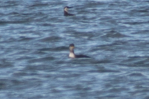 Red-necked Grebe (Podiceps grisegena), photo 8