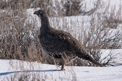 Centrocercus urophasianus