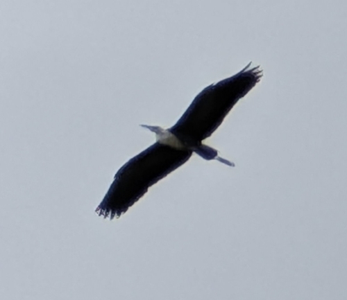 White-necked Heron (Ardea pacifica), photo 6