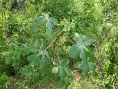 Manihot tomatophylla