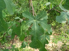 Manihot tomatophylla