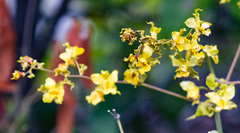 Cyrtopodium flavum, photograph (c) Sidnei Dantas, some rights reserved (CC BY-SA)