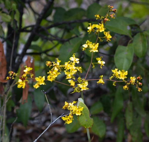 Yellow Cowhorn Orchid (Cyrtopodium flavum)