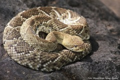 Crotalus basiliscus
