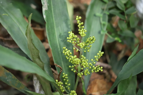 Hanguana neglecta, photograph 3