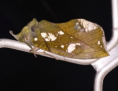 Eudocima hypermnestra