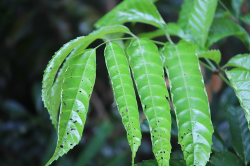 Leea angulata
