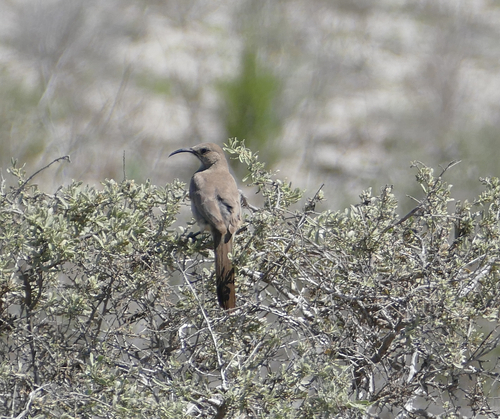 Wüstenspottdrossel (Toxostoma lecontei)